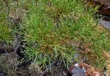 Genista acanthoclada. Верхушки побегов. Турция, национальный парк Олимпос-Бейдаглары, мыс Гелидония, каменистый склон. 04.01.2019.