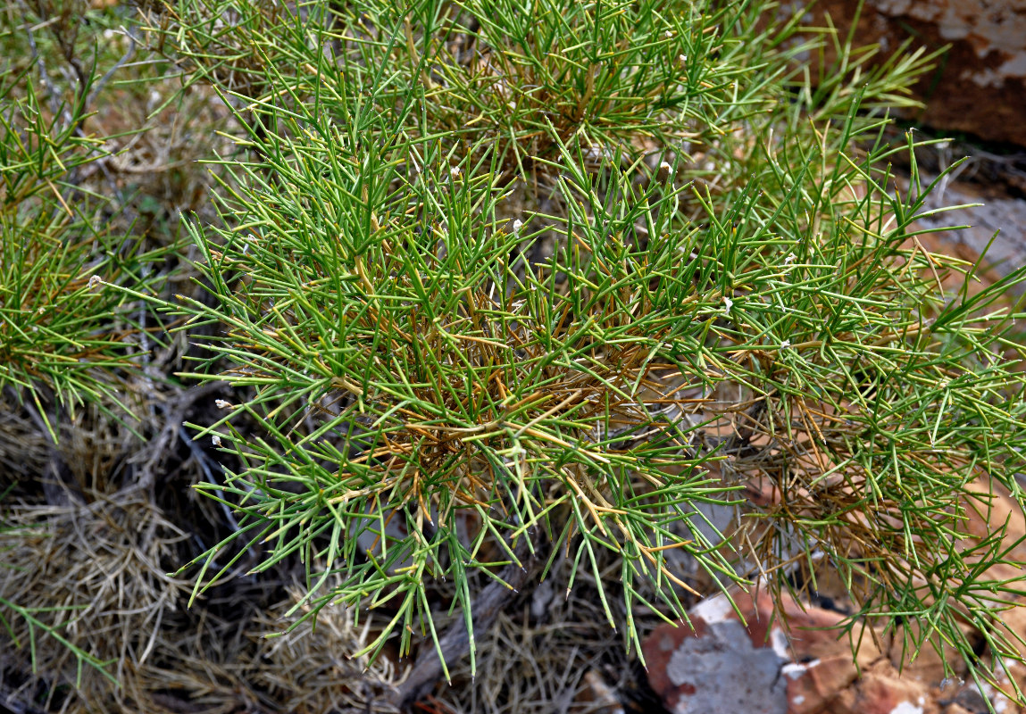 Image of Genista acanthoclada specimen.