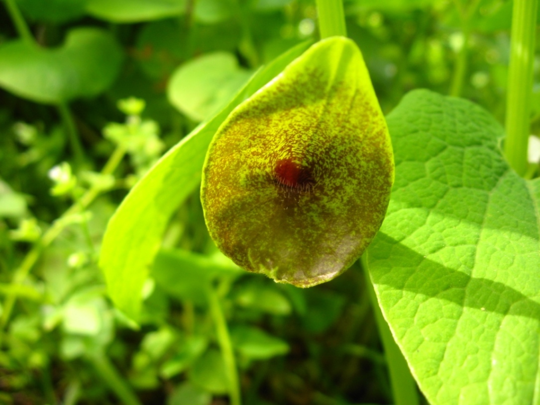 Изображение особи Aristolochia iberica.