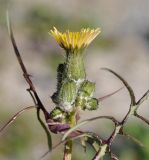 Sonchus tenerrimus