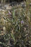 Polygala rupestris. Верхушка цветущего растения. Испания, автономное сообщество Каталония, провинция Жирона, комарка Баш Эмпорда, муниципалитет Тороэлья-де-Монгри, окр. часовни Санта-Катерина, травостой гарриги на склоне горы. 28.02.2019.