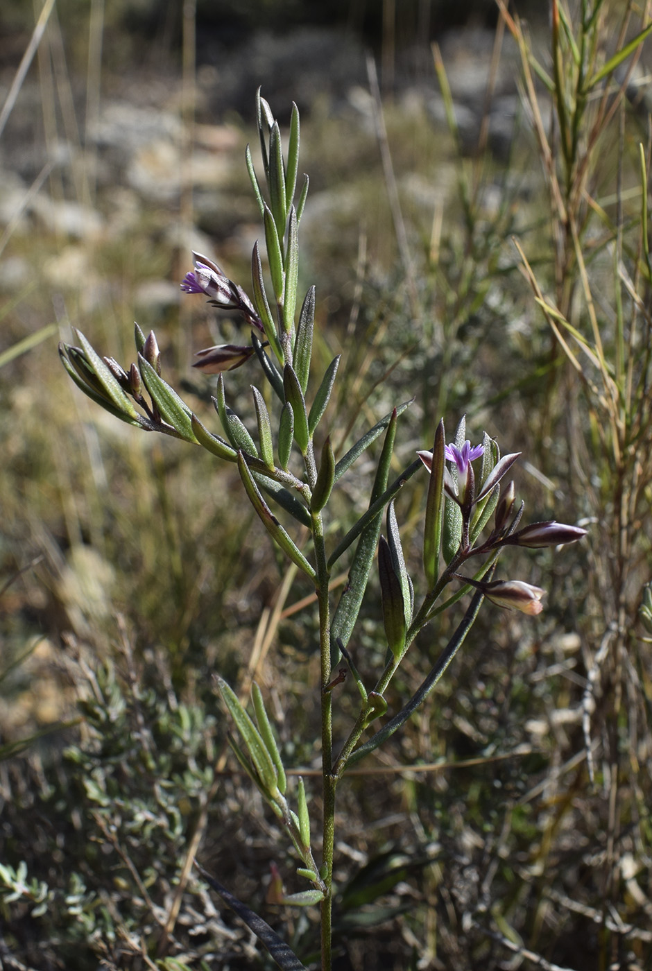 Image of Polygala rupestris specimen.