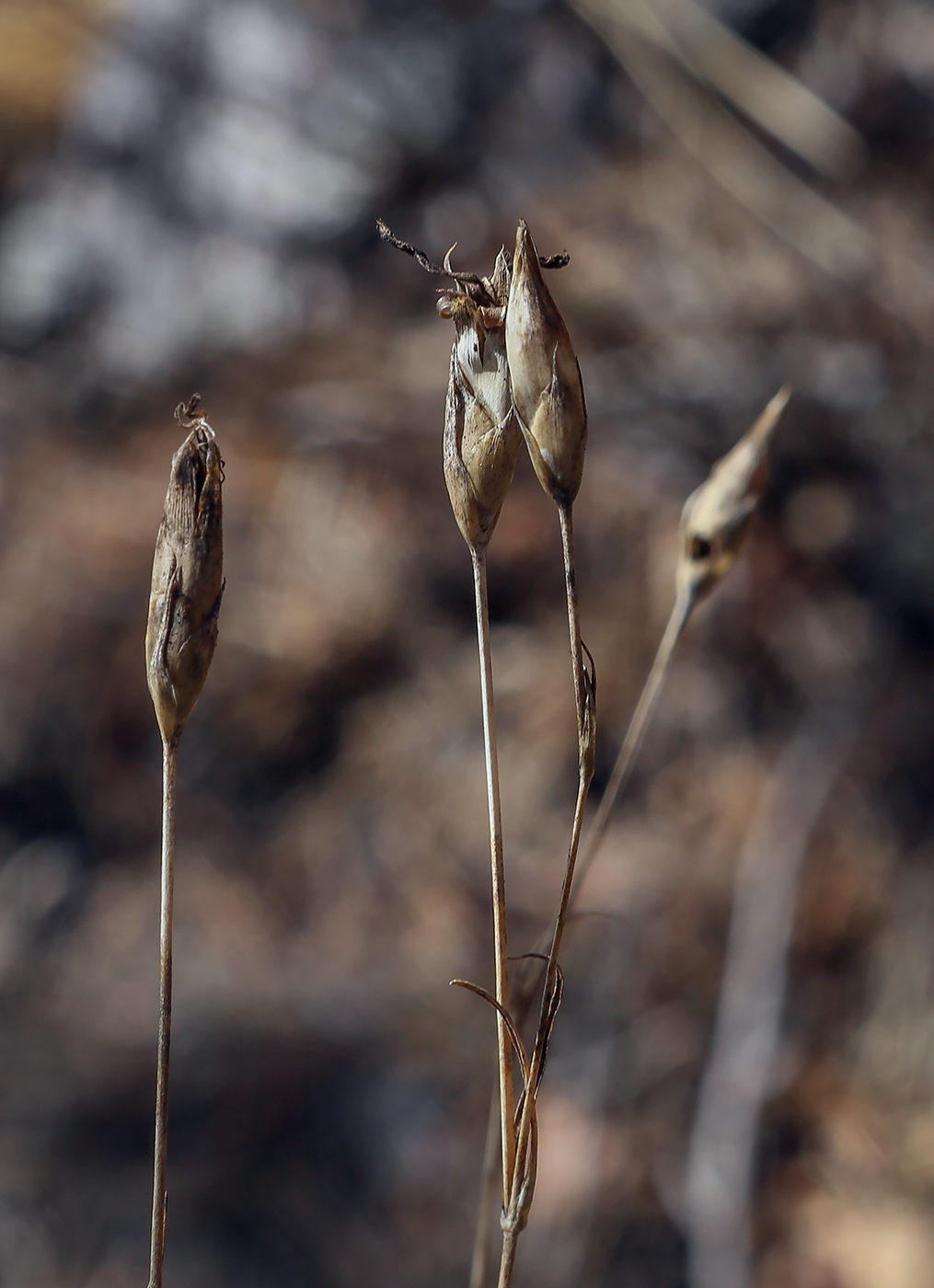 Image of genus Dianthus specimen.