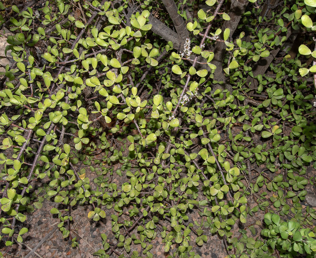 Изображение особи Portulacaria afra.