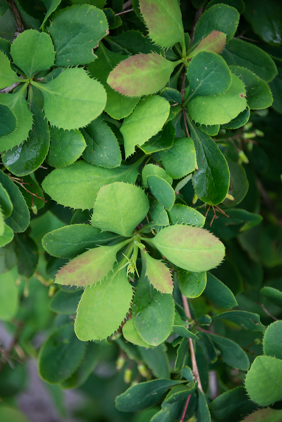Image of Berberis amurensis specimen.