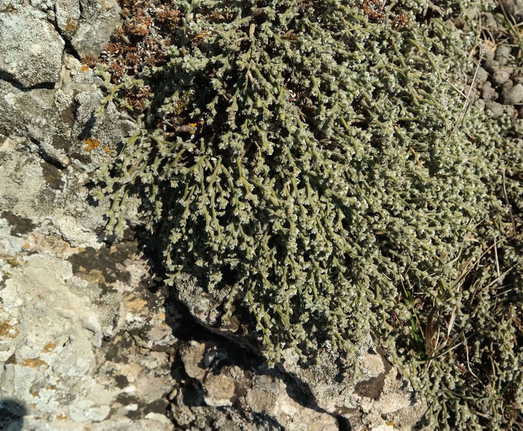 Image of genus Genista specimen.