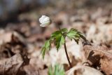 Anemone nemorosa. Расцветающее растение. Санкт-Петербург, Дудергофские высоты, широколиственный лес. 21.04.2019.