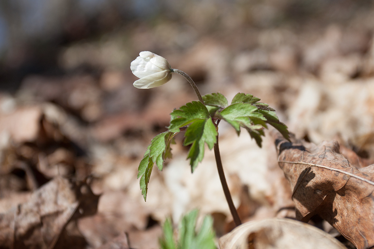 Изображение особи Anemone nemorosa.