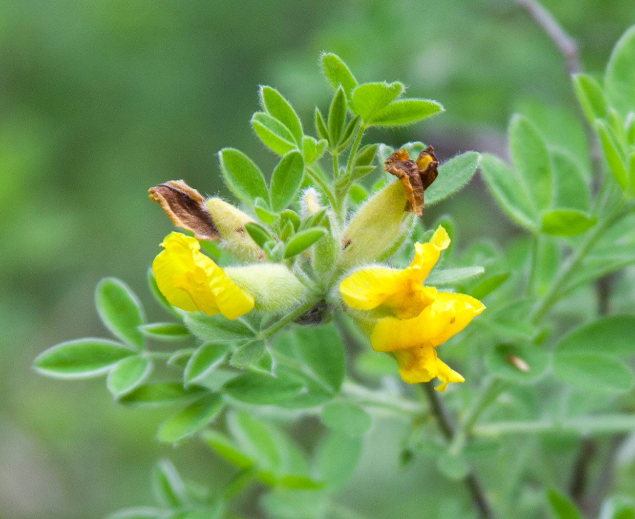 Изображение особи Chamaecytisus hirsutissimus.