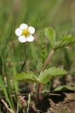 Fragaria vesca. Цветущее растение. Карельский перешеек, окр. Сертолово, на просеке газопровода. 15.05.2019.