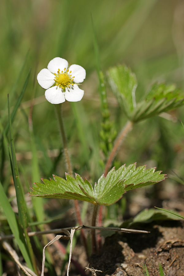 Изображение особи Fragaria vesca.