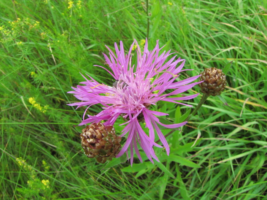 Image of Centaurea jacea specimen.