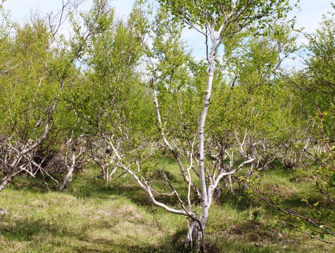 Изображение особи Betula kirghisorum.