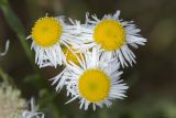 Erigeron annuus