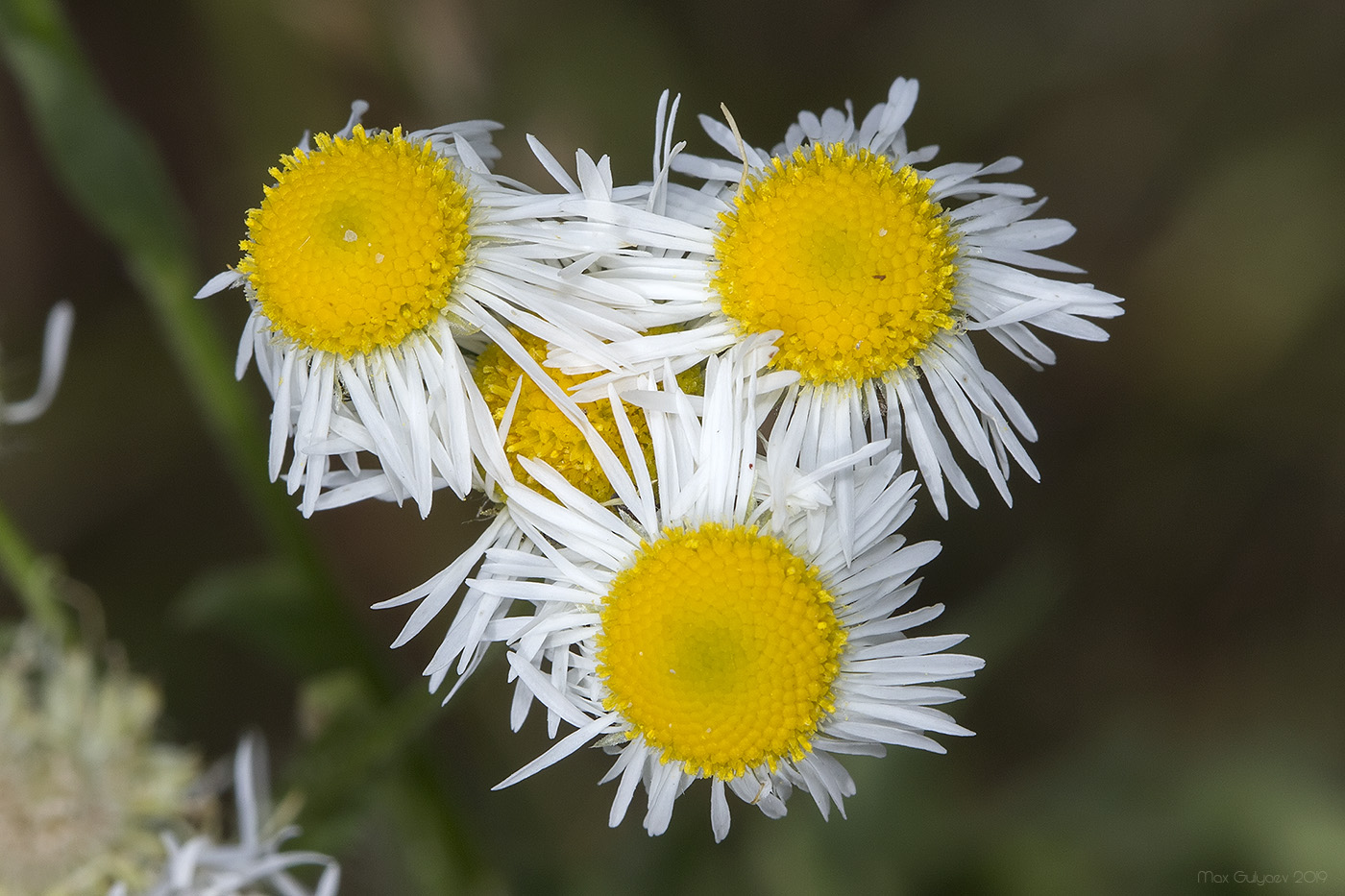 Image of Erigeron annuus specimen.