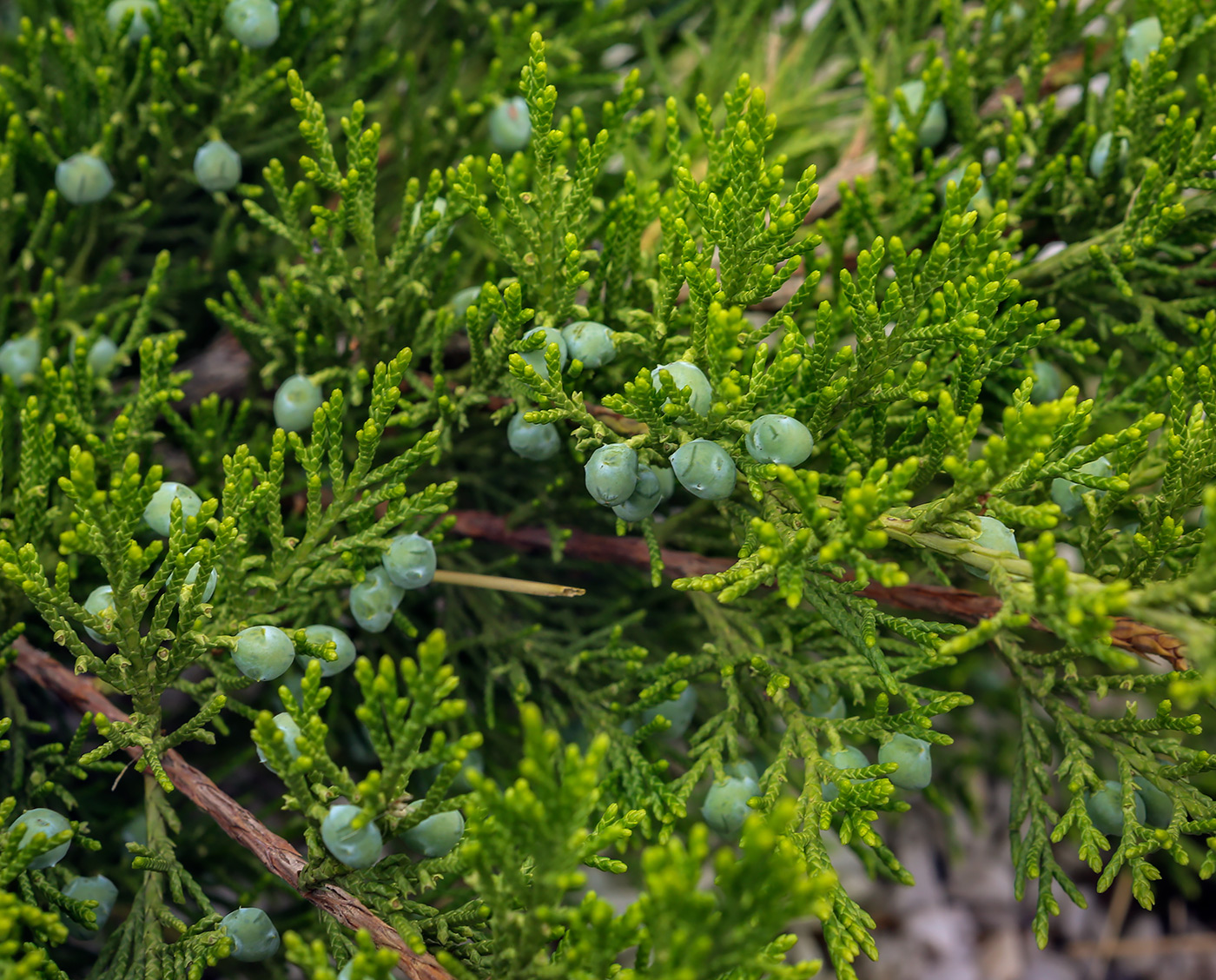 Image of Juniperus sabina specimen.