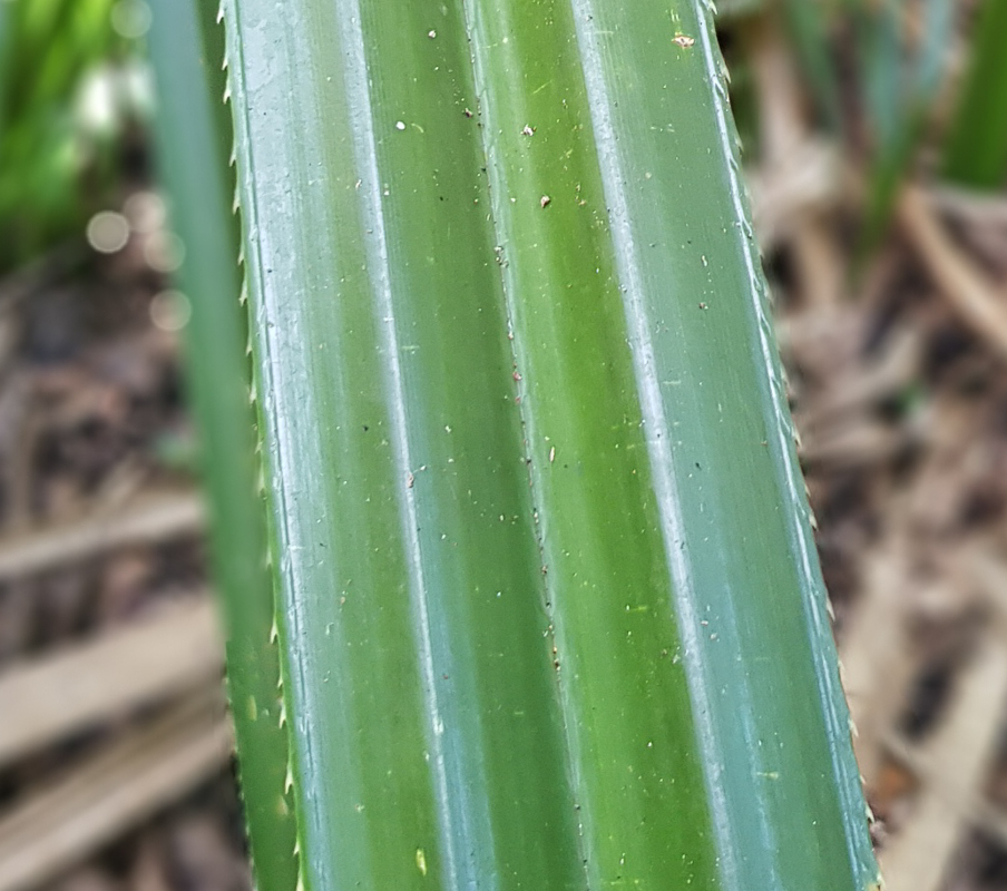 Изображение особи Pandanus rabaiensis.