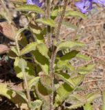 Campanula peregrina