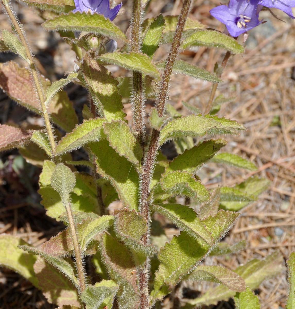 Image of Campanula peregrina specimen.