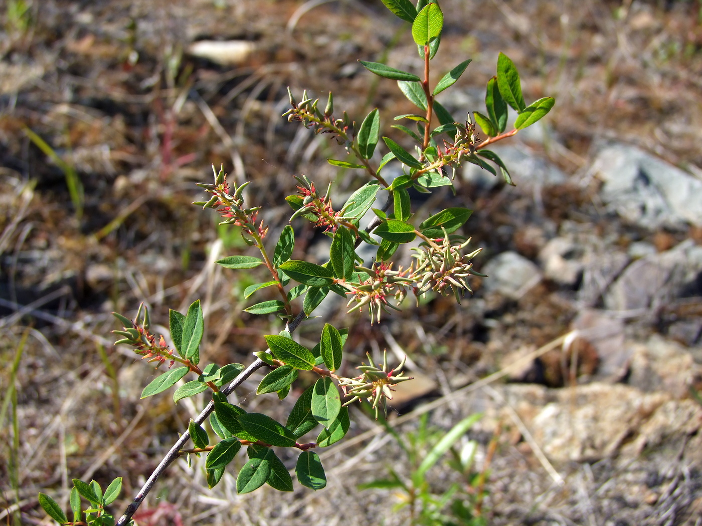 Image of Salix myrtilloides specimen.