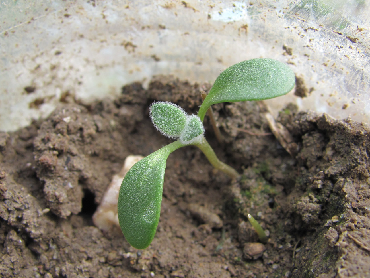 Image of Matthiola caspica specimen.