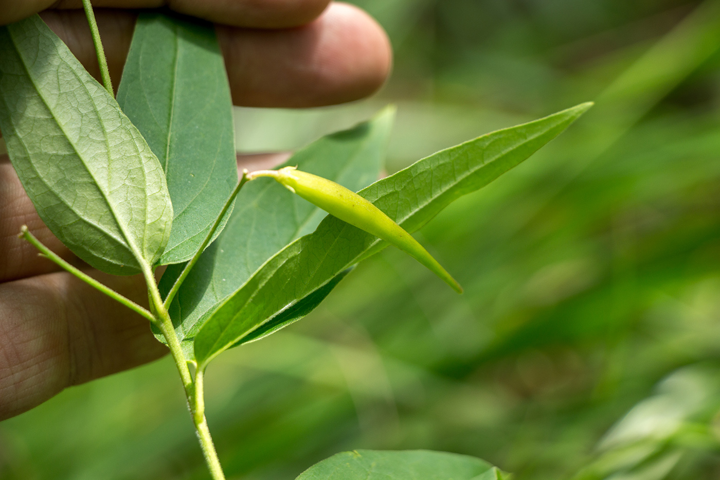 Изображение особи Vincetoxicum albovianum.