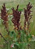 Rumex confertus