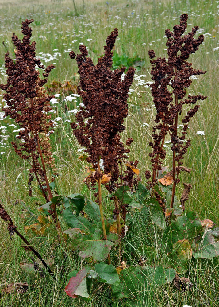 Изображение особи Rumex confertus.