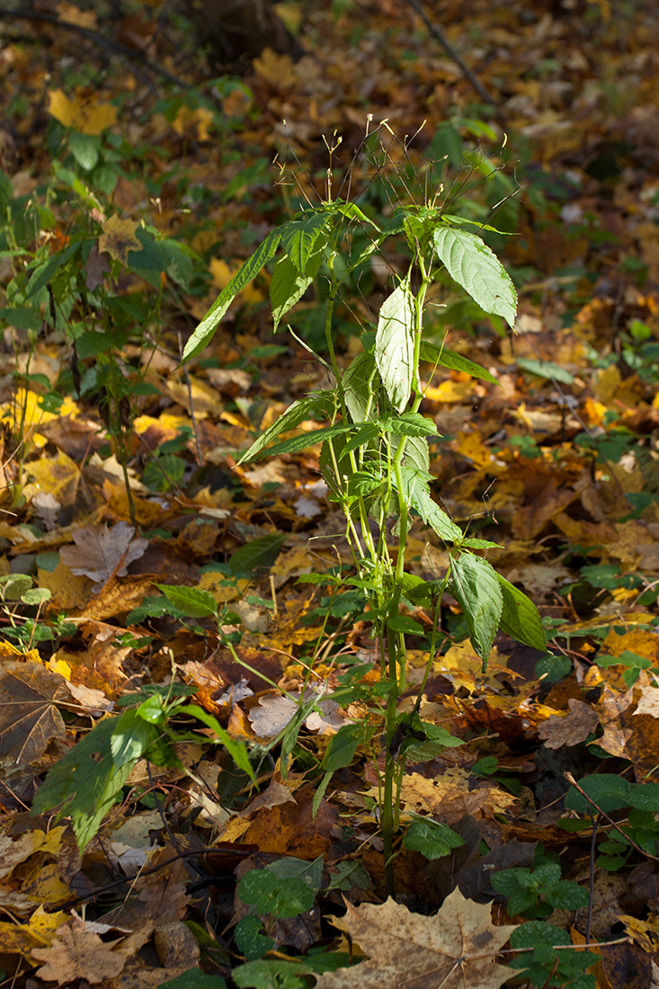 Image of Impatiens parviflora specimen.