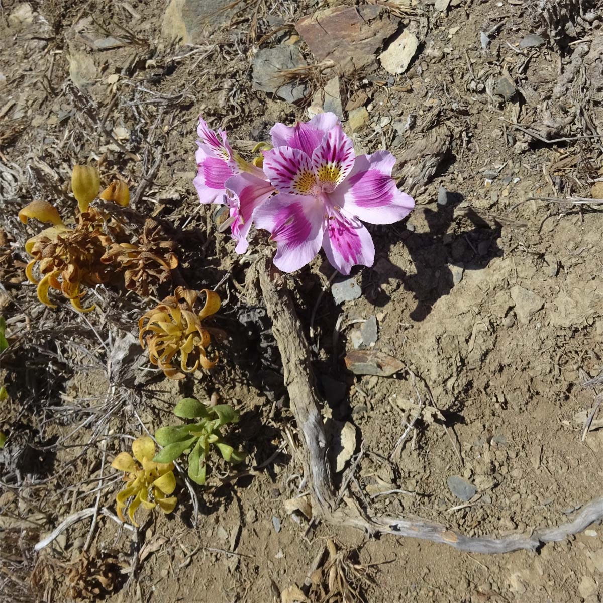 Image of Alstroemeria caryophyllaea specimen.