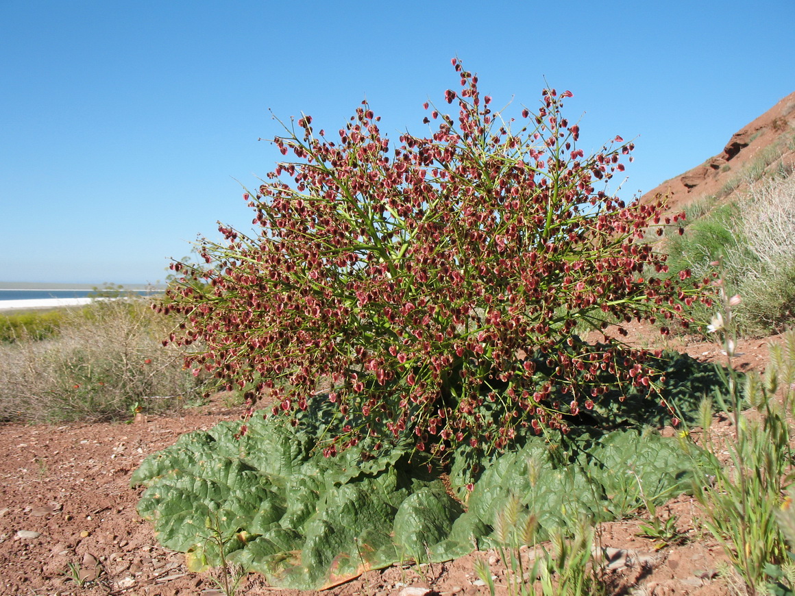 Image of Rheum tataricum specimen.