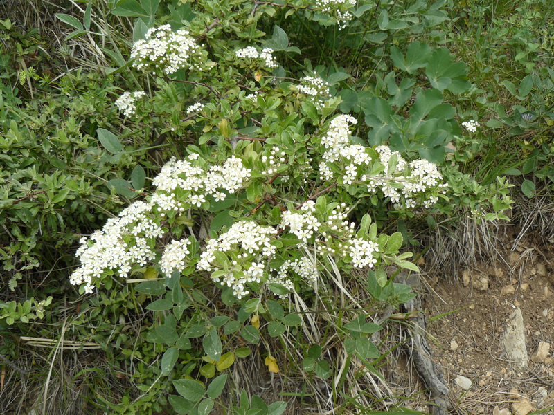 Image of Pyracantha coccinea specimen.