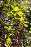 Arbutus andrachne