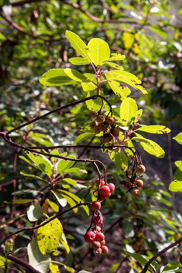 Image of Arbutus andrachne specimen.