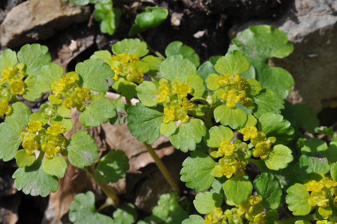 Image of Chrysosplenium alternifolium specimen.