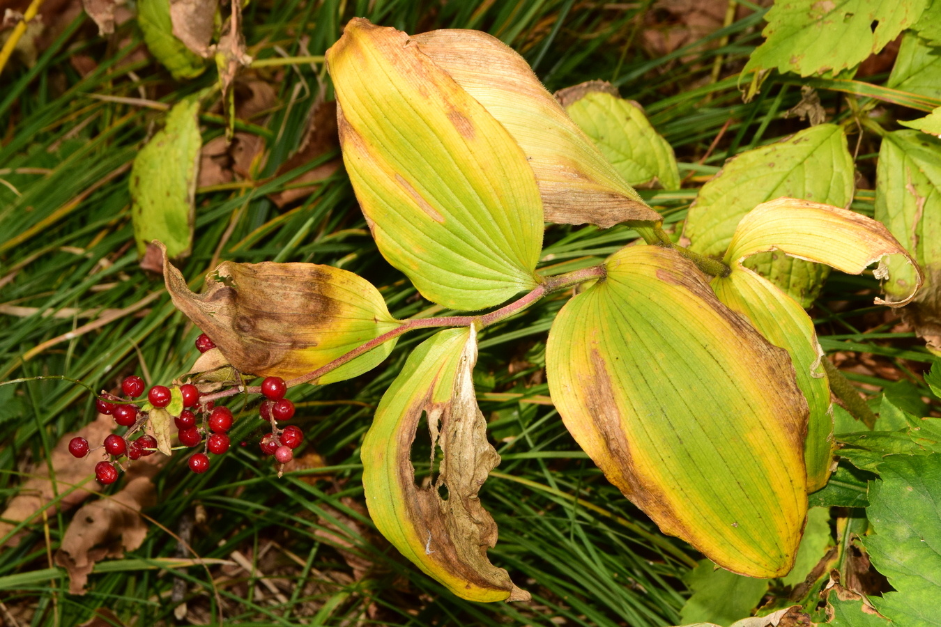 Image of Smilacina hirta specimen.