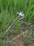 Centaurea triumfettii