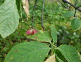 Euonymus miniatus. Плод и листья. Сахалинская обл., окр. г. Анива, лесной массив около дороги к морю. 18.08.2019.