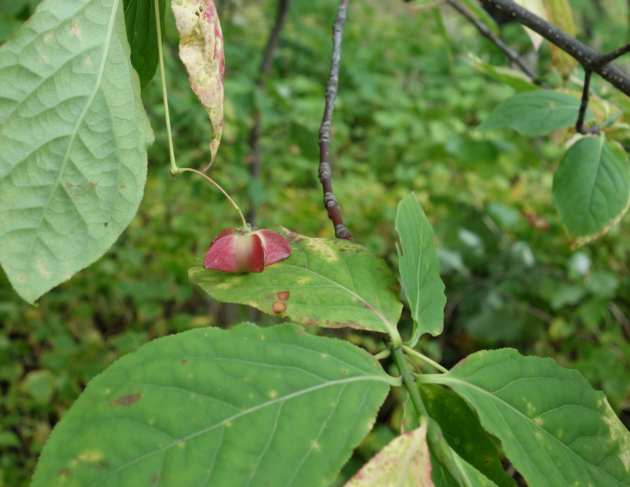 Image of Euonymus miniatus specimen.