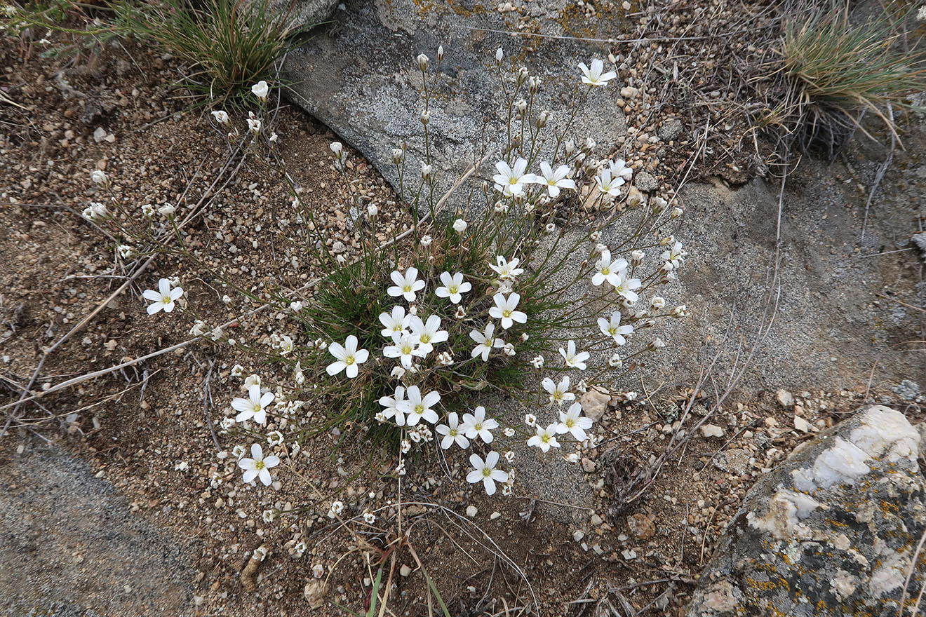 Image of Eremogone meyeri specimen.