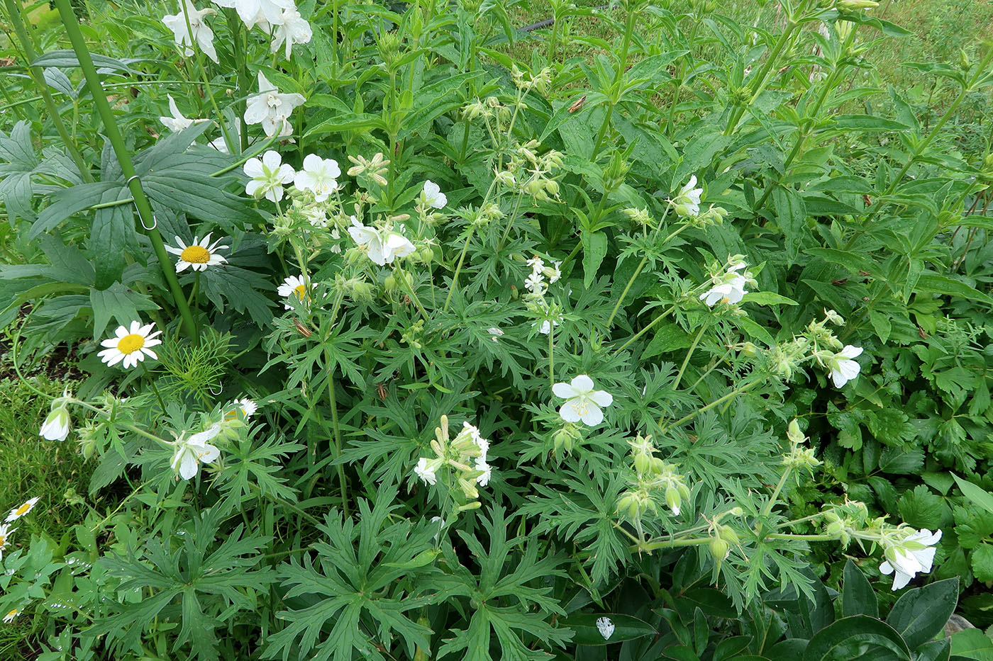 Изображение особи Geranium pratense.