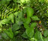 Syngonium podophyllum. Листья. Израиль, Шарон, г. Тель-Авив, ботанический сад тропических растений. 05.09.2017.