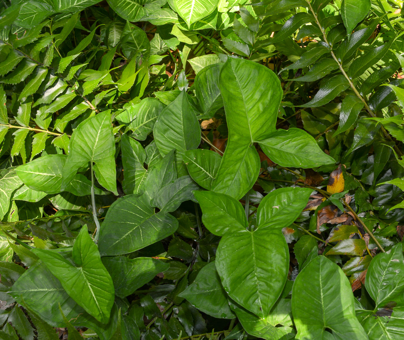 Изображение особи Syngonium podophyllum.