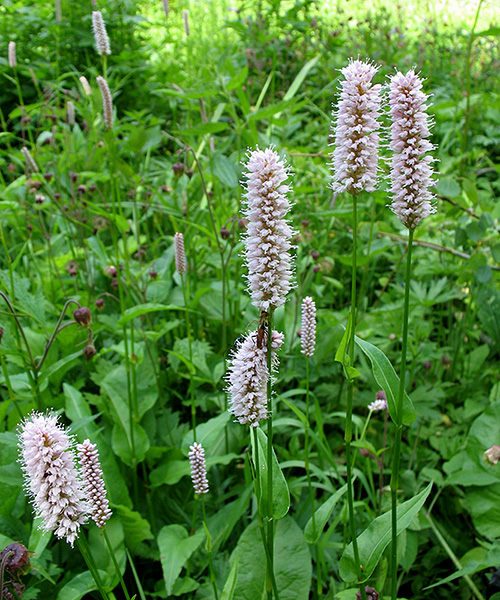 Image of Bistorta officinalis specimen.