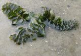 Potamogeton perfoliatus. Молодое растение. Курская обл., Беловский р-н, р. Псёл. 6 августа 2010 г.
