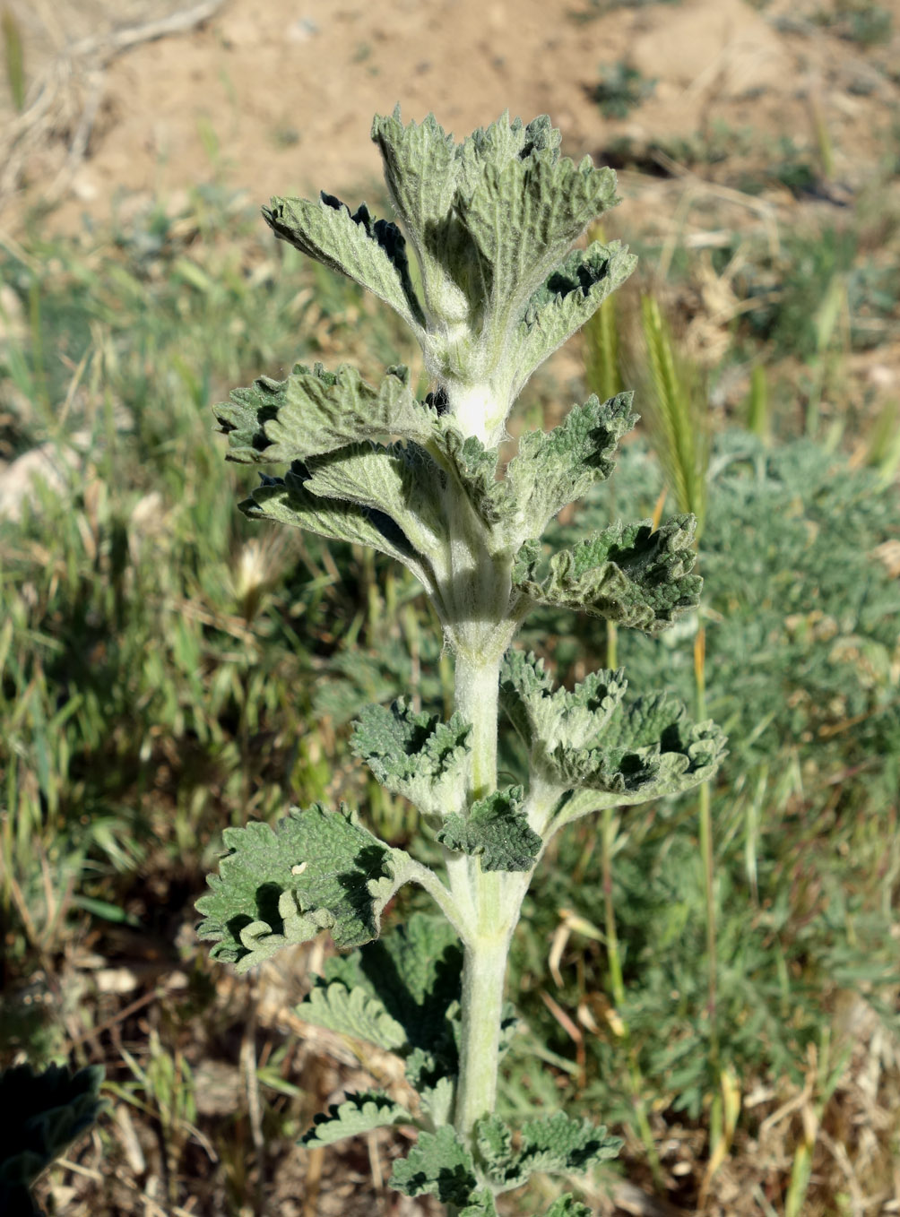 Image of Marrubium anisodon specimen.