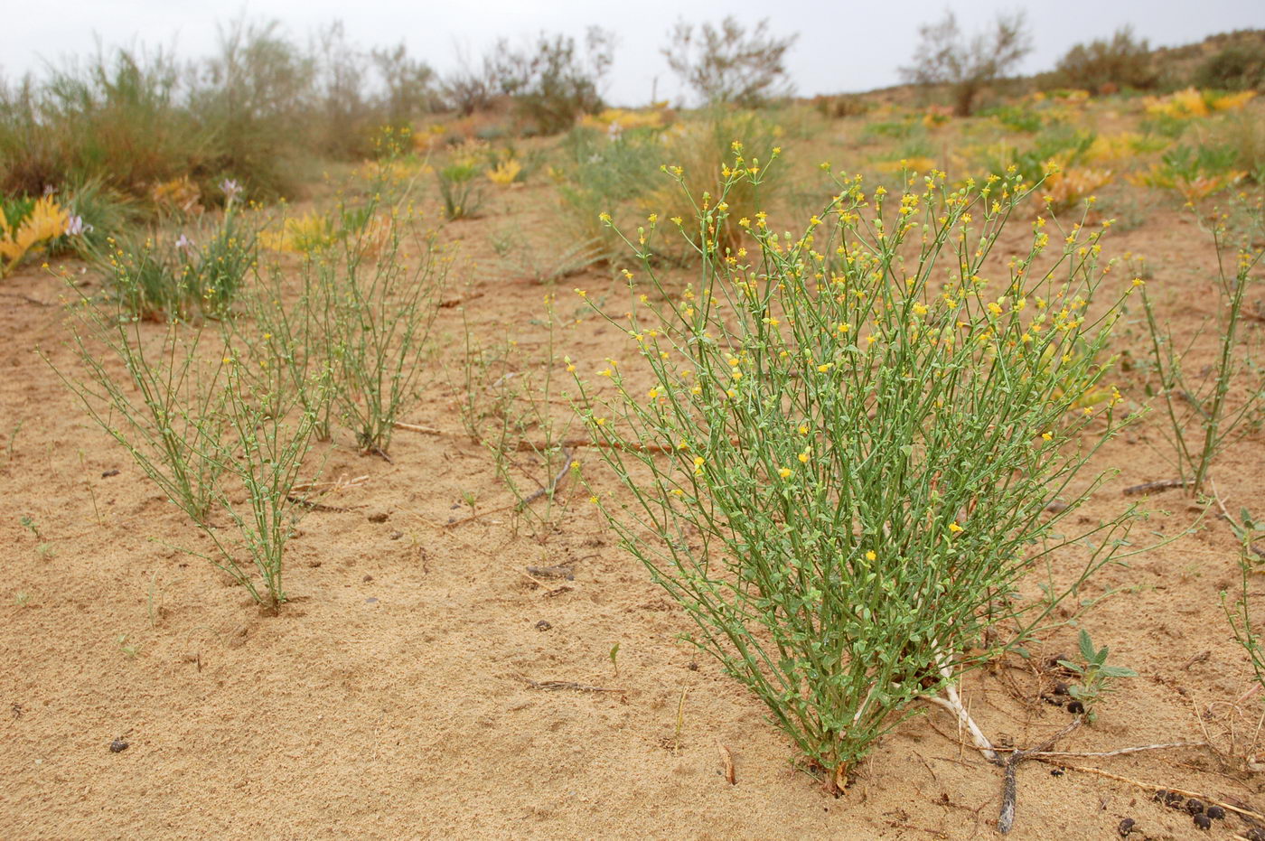 Изображение особи Euphorbia sclerocyathium.