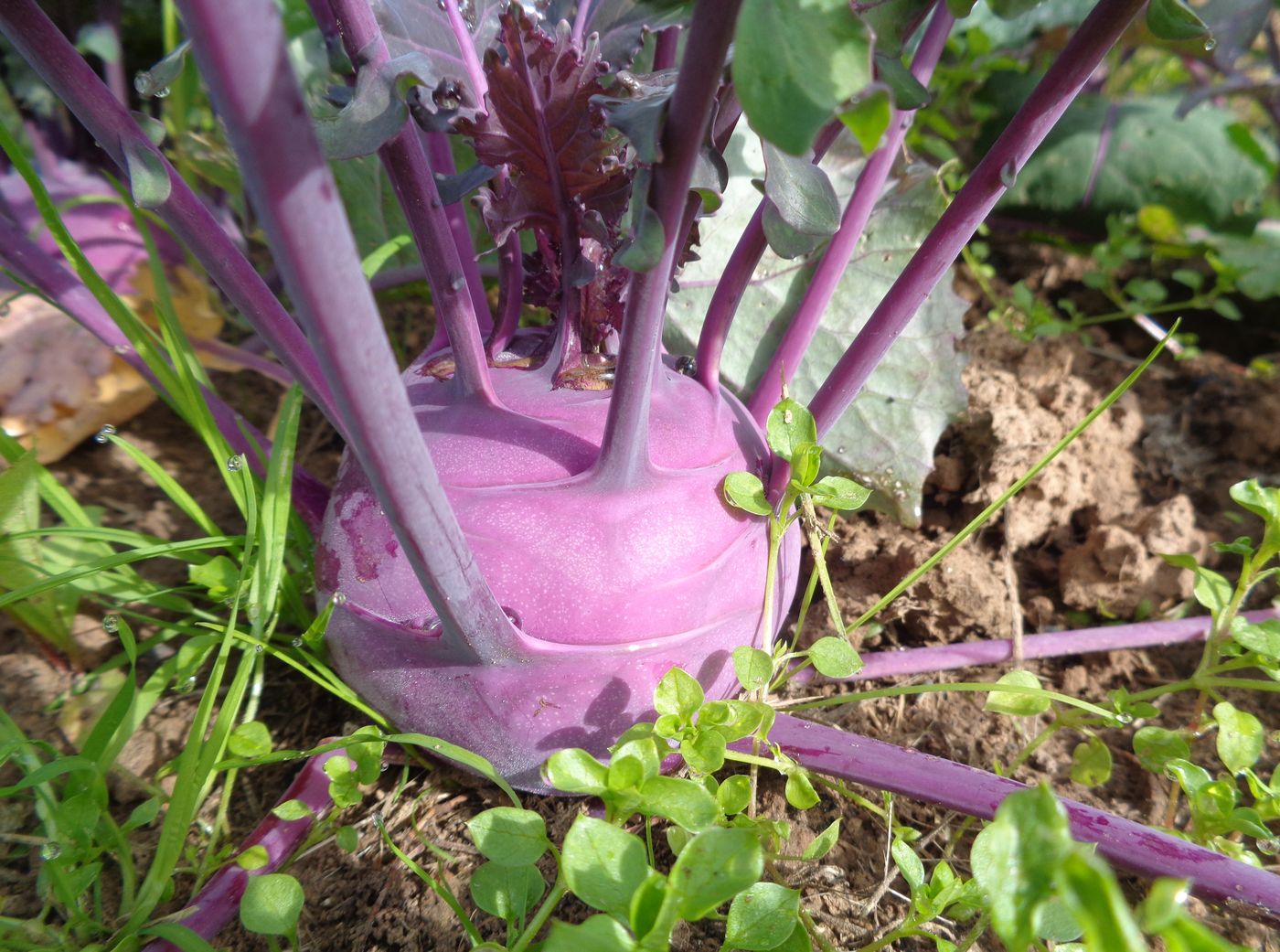 Image of Brassica oleracea var. gongylodes specimen.