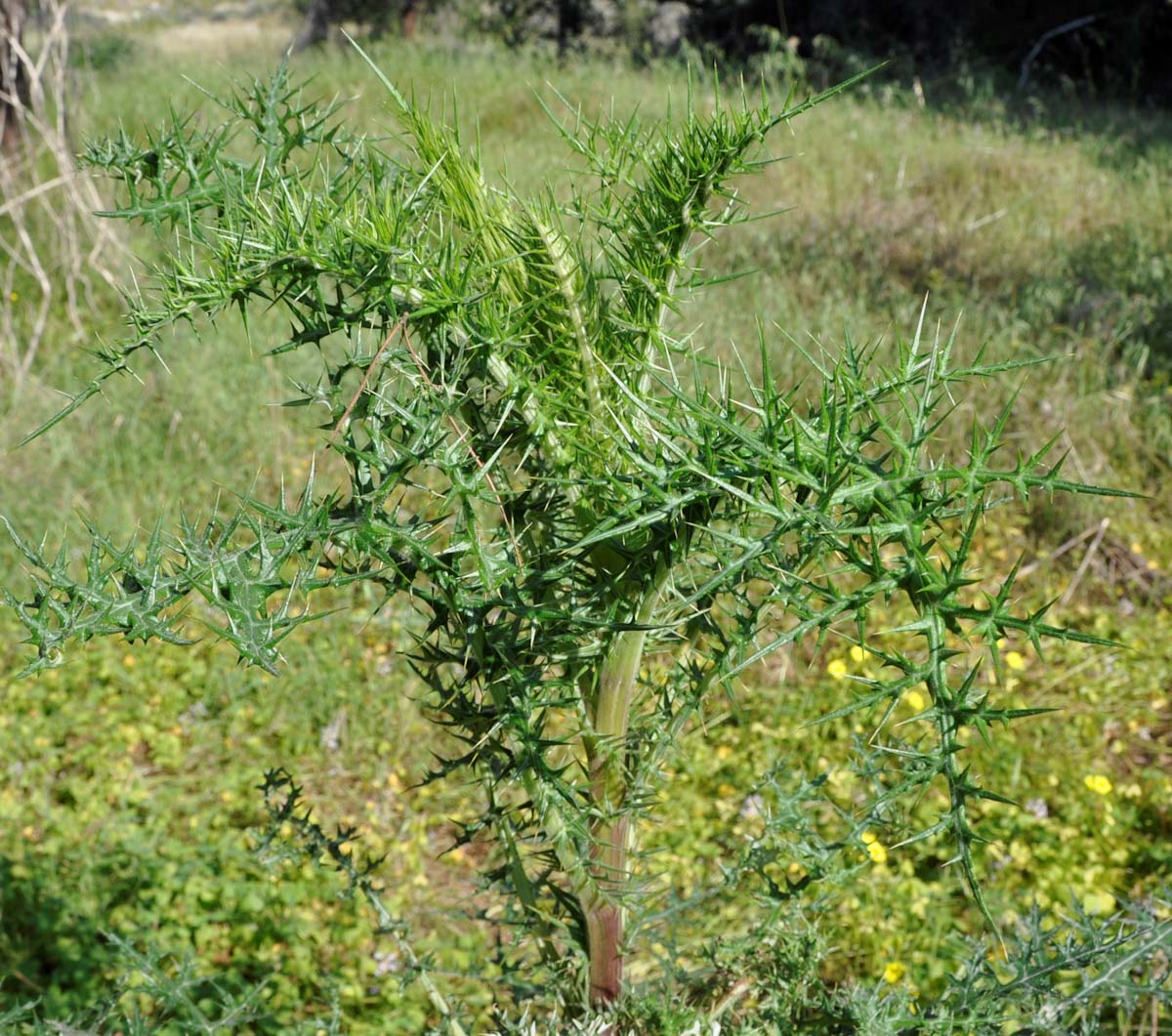 Image of Echinops spinosissimus specimen.