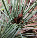 Pinus flexilis